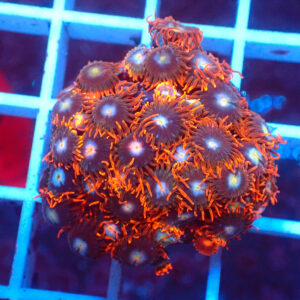 TC Zoanthus Fire & Ice
