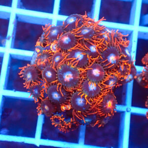 TC Zoanthus Fire & Ice