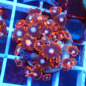 TC Zoanthus Fire & Ice