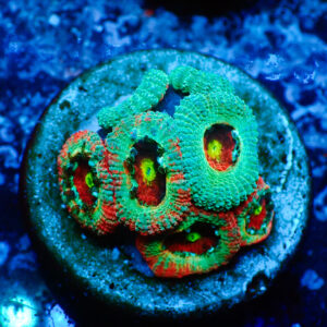 TC Micromussa amakusensis Grafted