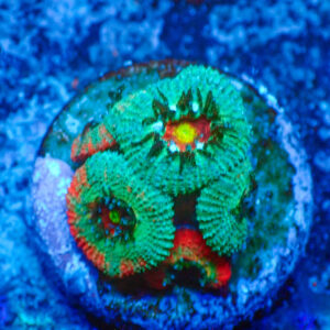 TC Micromussa amakusensis Grafted