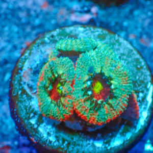 TC Micromussa amakusensis Grafted