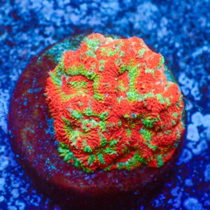 TC Micromussa amakusensis Red Circus
