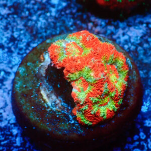TC Micromussa amakusensis Red Circus