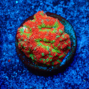 TC Micromussa amakusensis Red Circus