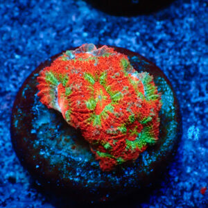 TC Micromussa amakusensis Red Circus
