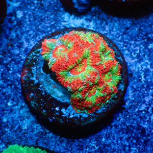 TC Micromussa amakusensis Red Circus