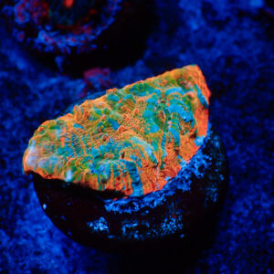 TC Chalice Tile