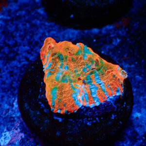 TC Chalice Tile