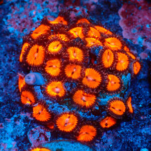 TC Zoasnthus Bloodsucker Colonia