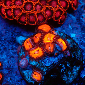 TC Zoanthus Bloodsucker