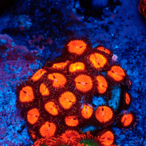 TC Zoanthus Bloodsucker Colonia