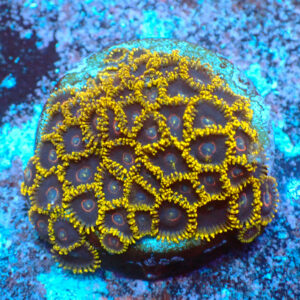 TC Zoanthus Black Hornets Colonia