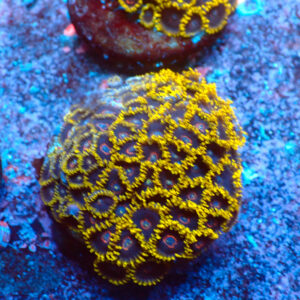 TC Zoanthus Black Hornets Colonia