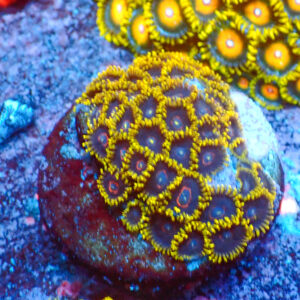 TC Zoanthus Black Hornets