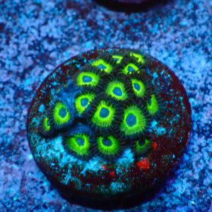 TC Zoanthus Mean Green