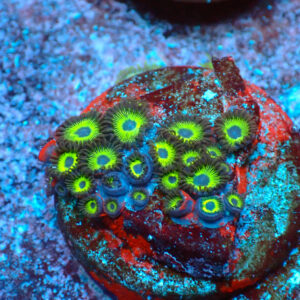 TC Zoanthus Mean Green