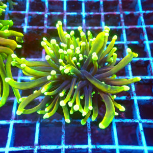 TC Euphyllia glabrecens Dragon Soul