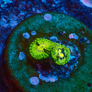 TC Zoanthus Prince of Yellow Skirt