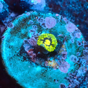 TC Zoanthus Prince of Yellow Skirt