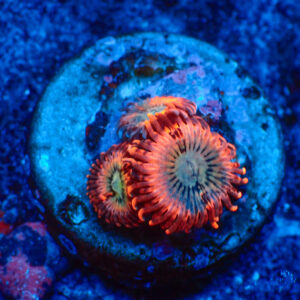 TC Zoanthus Utter Peace