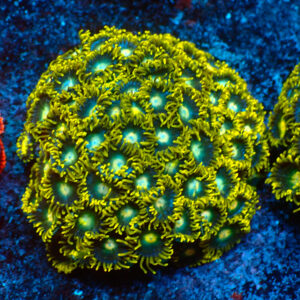 TC Zoanthus Blueberry Fields Colonia