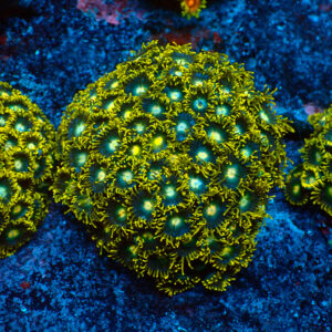 TC Zoanthus Blueberry Field Colonia