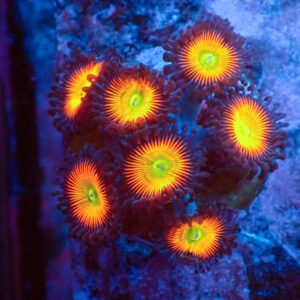 TC Zoanthus Vivid Rainbow
