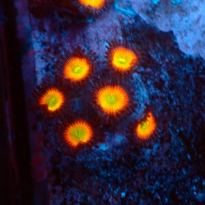 TC Zoanthus Vivid Rainbow
