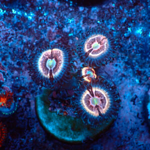 TC Zoanthus Ice Phantom