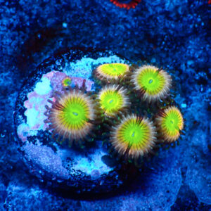 TC Zoanthus Candy Apple Pink
