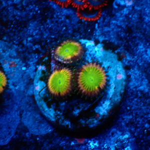 TC Zoanthus Candy Apple Pink