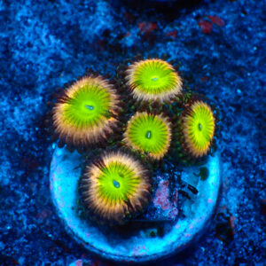 TC Zoanthus Candy Apple Pink