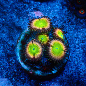 TC Zoanthus Candy Apple Pink