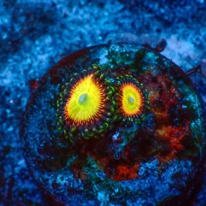 TC Zoanthus Candy Apple Orange