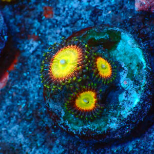 TC Zoanthus Candy Apple Orange