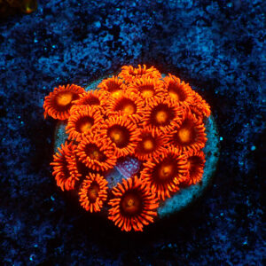 TC Zoanthus Orange Explosion