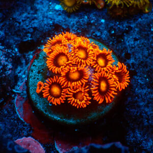 TC Zoanthus Orange Explosion