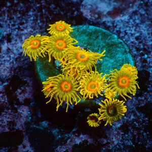 TC Zoanthus Super Sunflower