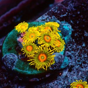 TC Zoanthus Super Sunflower