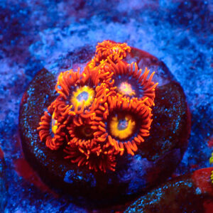 TC Zoanthus BEBB