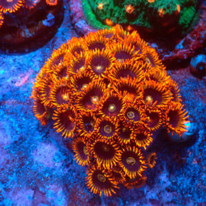 TC Zoanthus Rainbow Hornets Colonia
