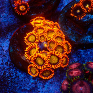 TC Zoanthus Orange Mandarin
