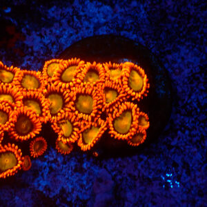 TC Zoanthus Orange Mandarin