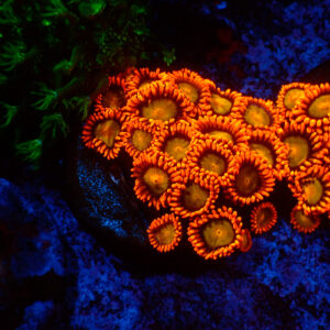 TC Zoanthus Orange Mandarin