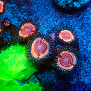 TC Zoanthus Lady Vamp