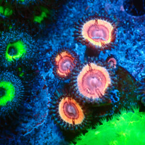 TC Zoanthus Lady Vamp