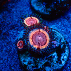 TC Zoanthus Lady Vamp