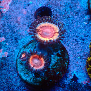 TC Zoanthus Lady Vamp