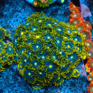TC Zoanthus Blue Daisy Colonia